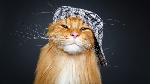 45b88f438eb0d7a18c9977c40b5c18e8.jpg