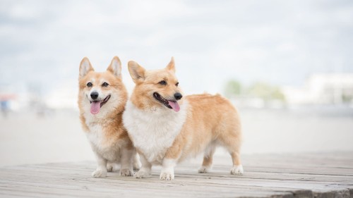 957a959ddfcca19f14a4c5781d81a358.jpg