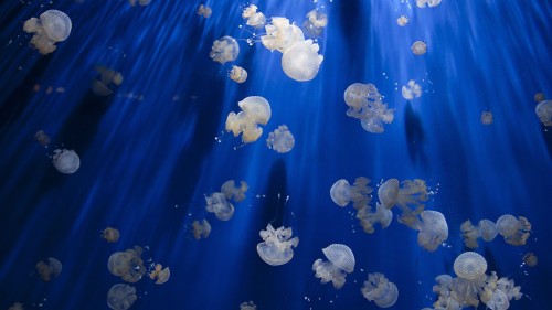 a370c6f849839c15e317f067b9c2a809.jpg
