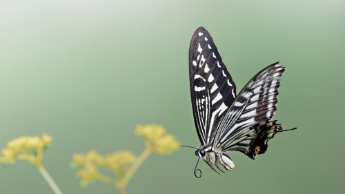 a431ea3512d7b616af8b5a01827d78a6--3455858162.jpg