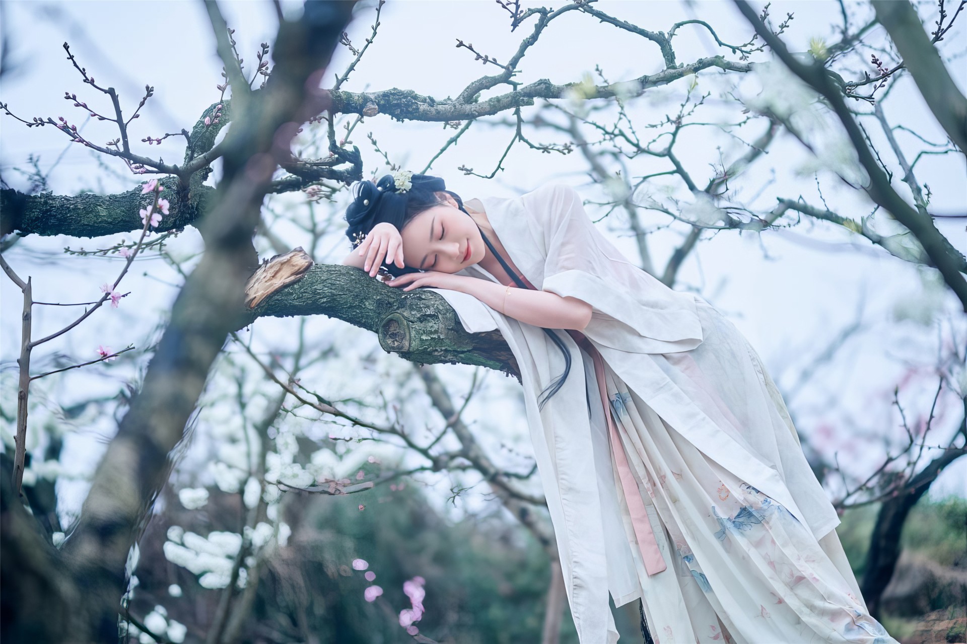 三月榕